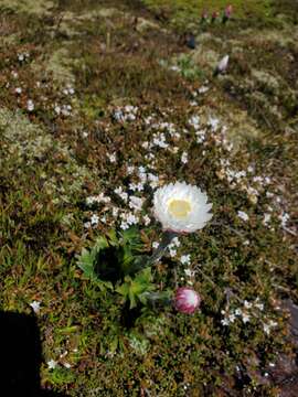 Plancia ëd Xerochrysum milliganii (Hook. fil.) Paul G. Wilson