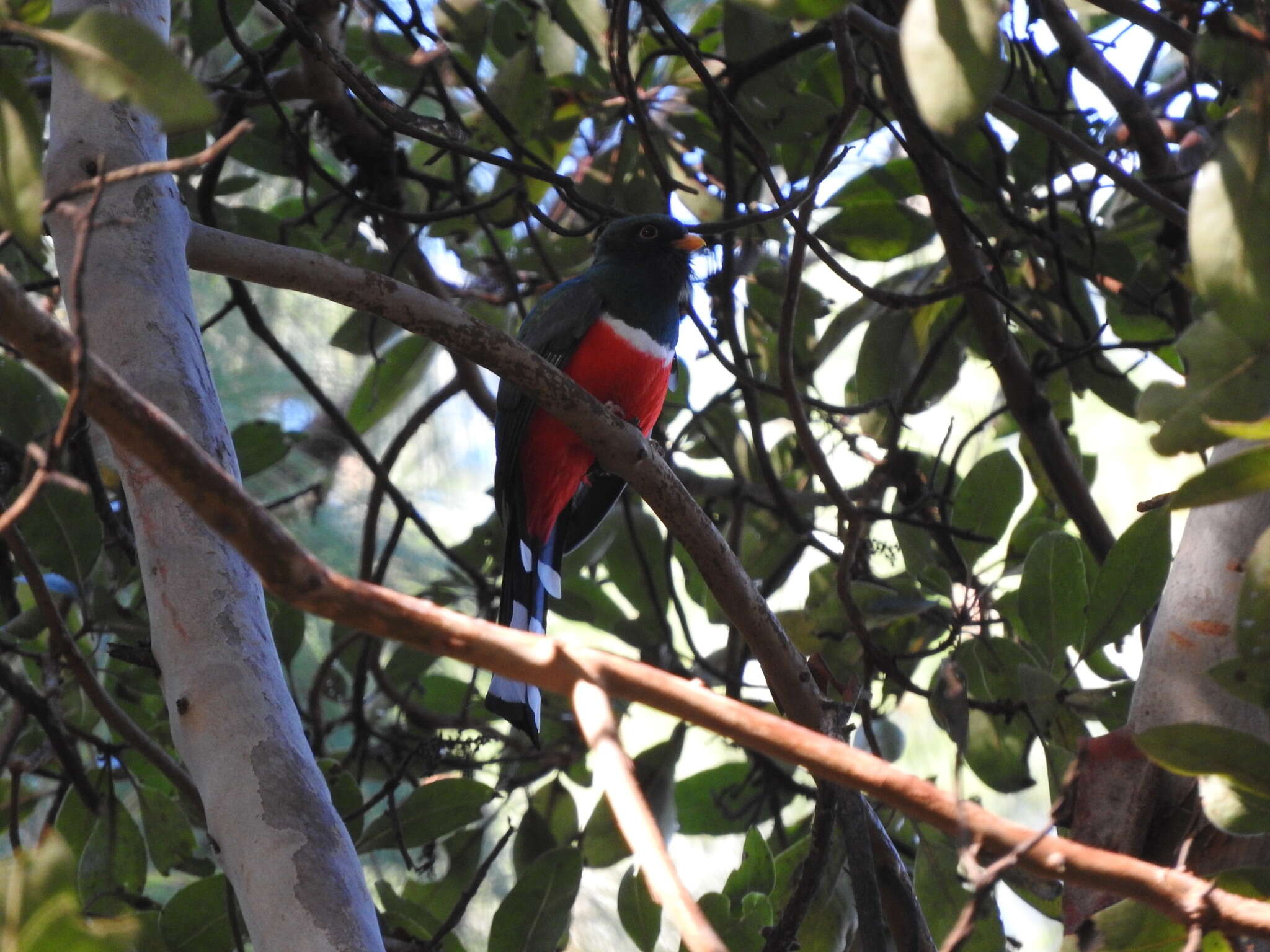 Image of Trogon mexicanus mexicanus Swainson 1827