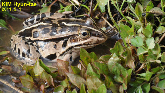 Plancia ëd Pelophylax nigromaculatus (Hallowell 1861)