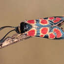 Image of Zygaena carniolica suavis Burgeff 1926