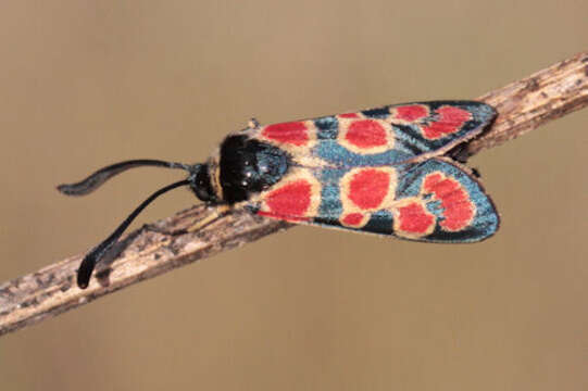 Image of Zygaena carniolica suavis Burgeff 1926