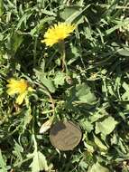 Image of Italian hawksbeard