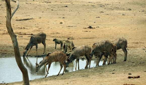 Image of Greater Kudu