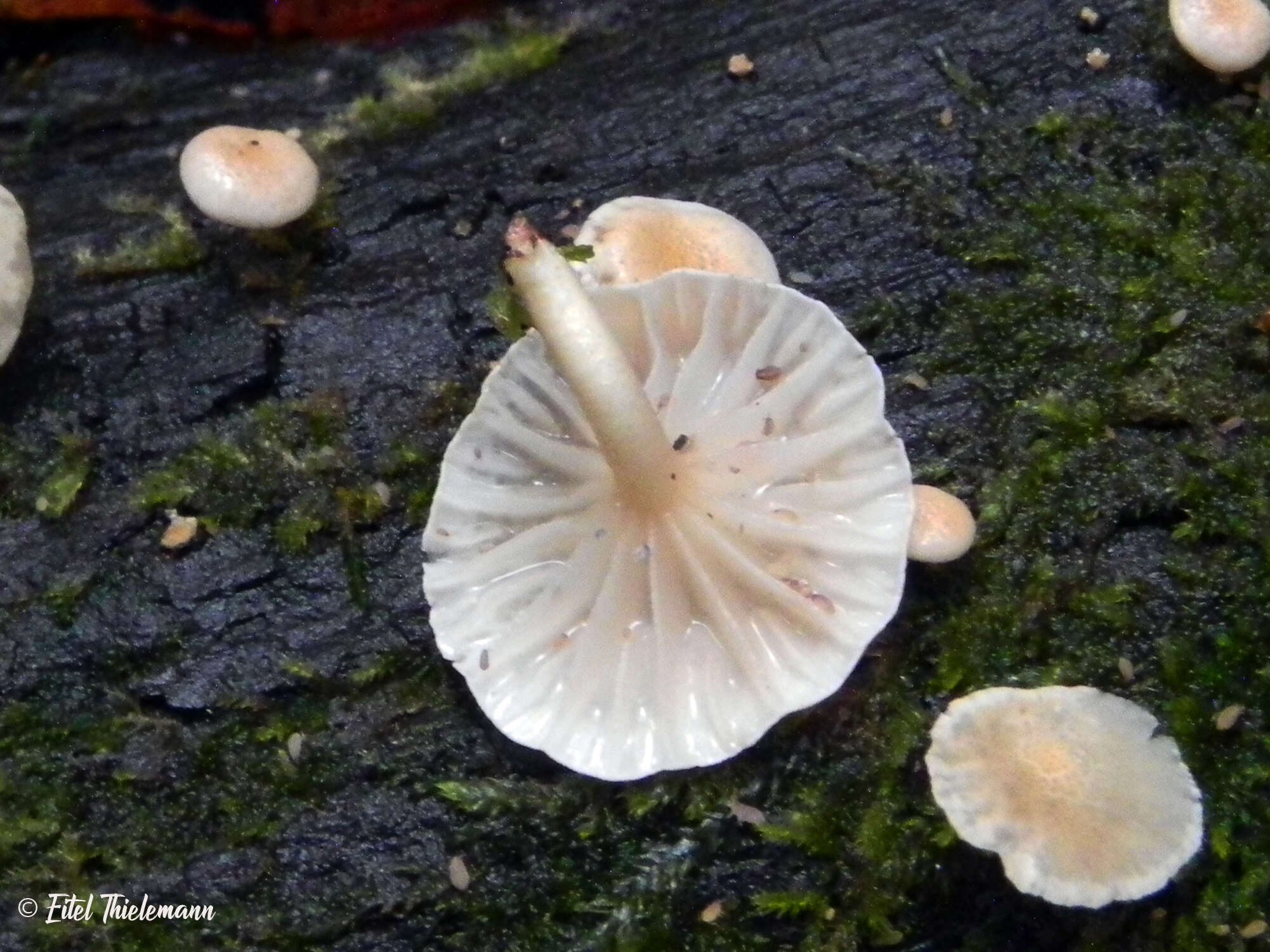 Plancia ëd Marasmiellus alliiodorus (Mont.) Singer 1962