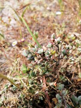 صورة Lampranthus glaucus (L.) N. E. Br.