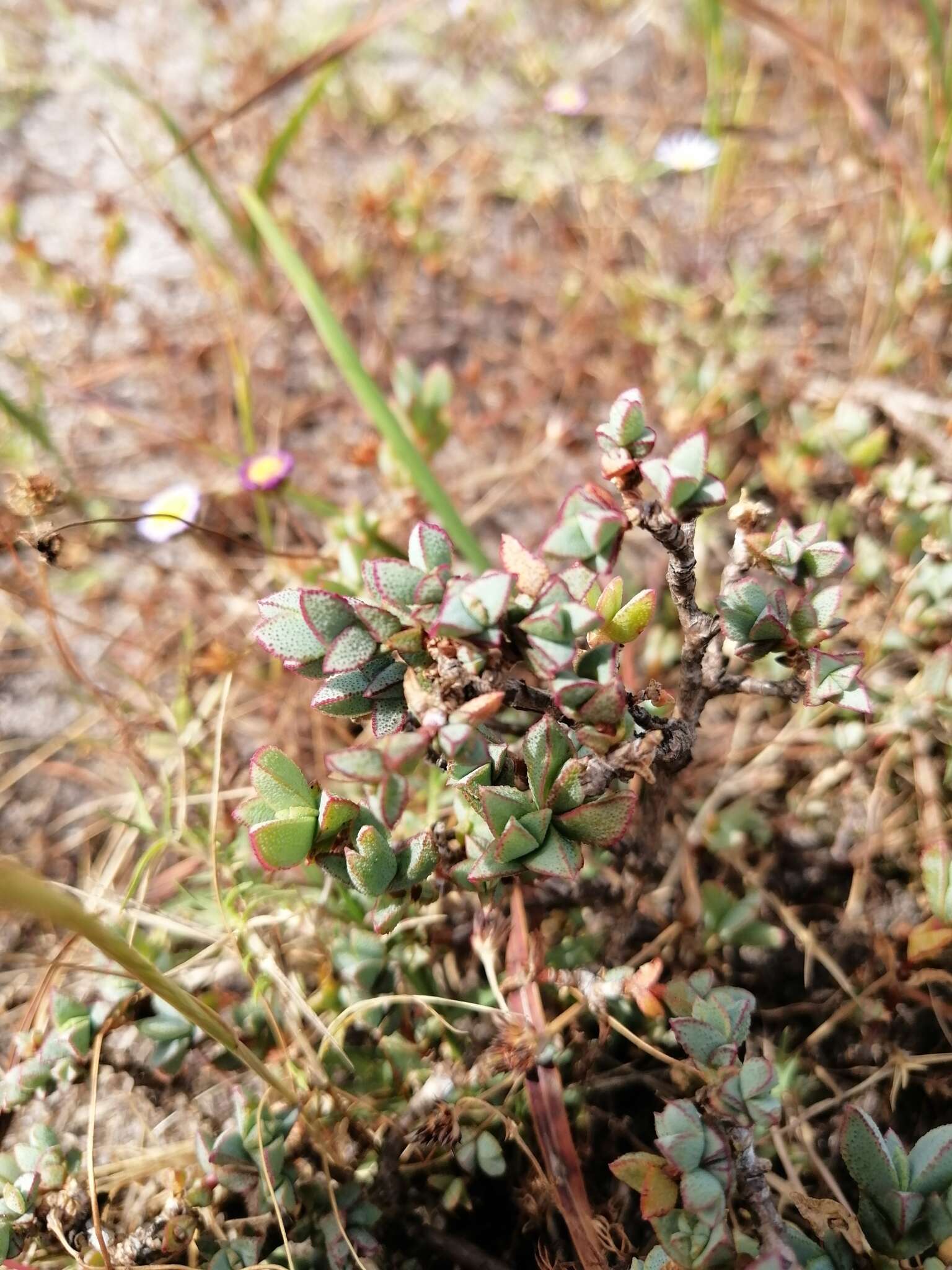 صورة Lampranthus glaucus (L.) N. E. Br.