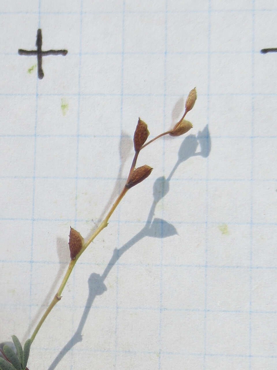 Image of nineanther prairie clover