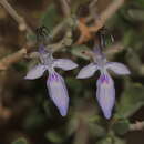 Image of Teucrium chardonianum Maire & Wilczek