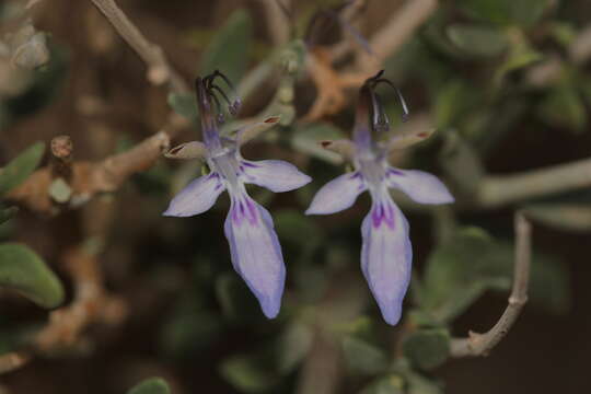 Image de Teucrium chardonianum Maire & Wilczek