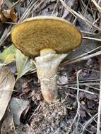 Image of Suillus salmonicolor (Frost) Halling 1983