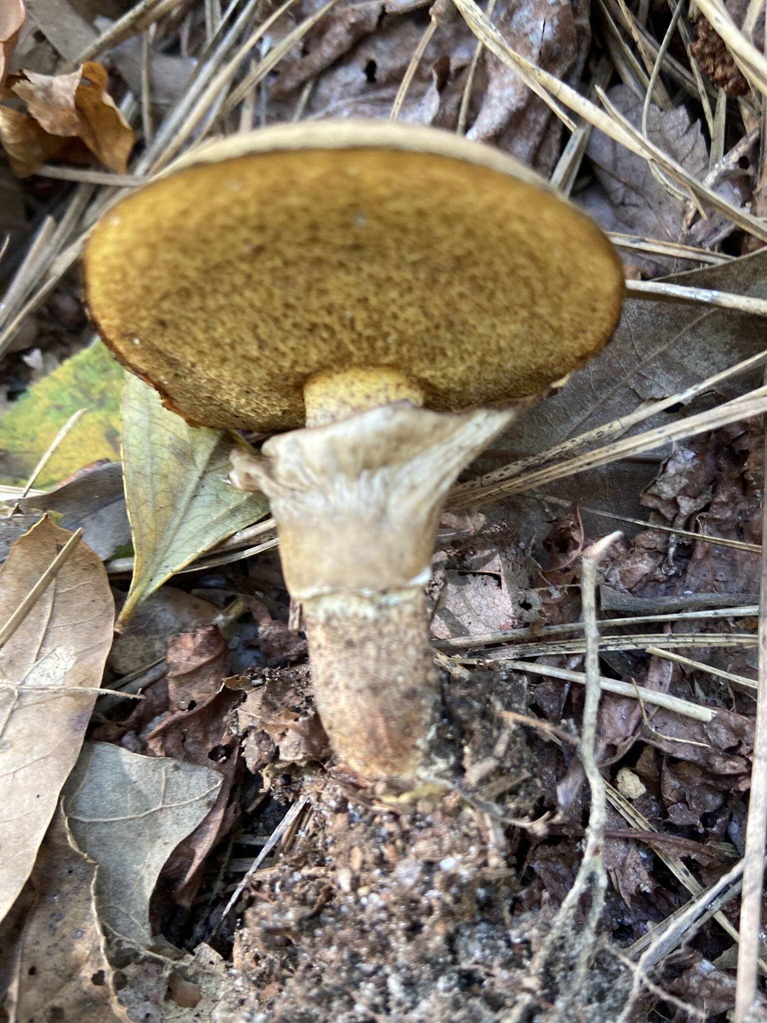 Image de Suillus salmonicolor (Frost) Halling 1983