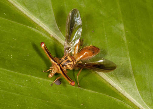 Image of Richardia telescopica Gerstaecker 1860