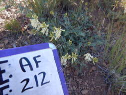 Image of curvepod milkvetch