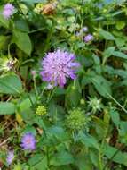 صورة Knautia dipsacifolia Kreutzer