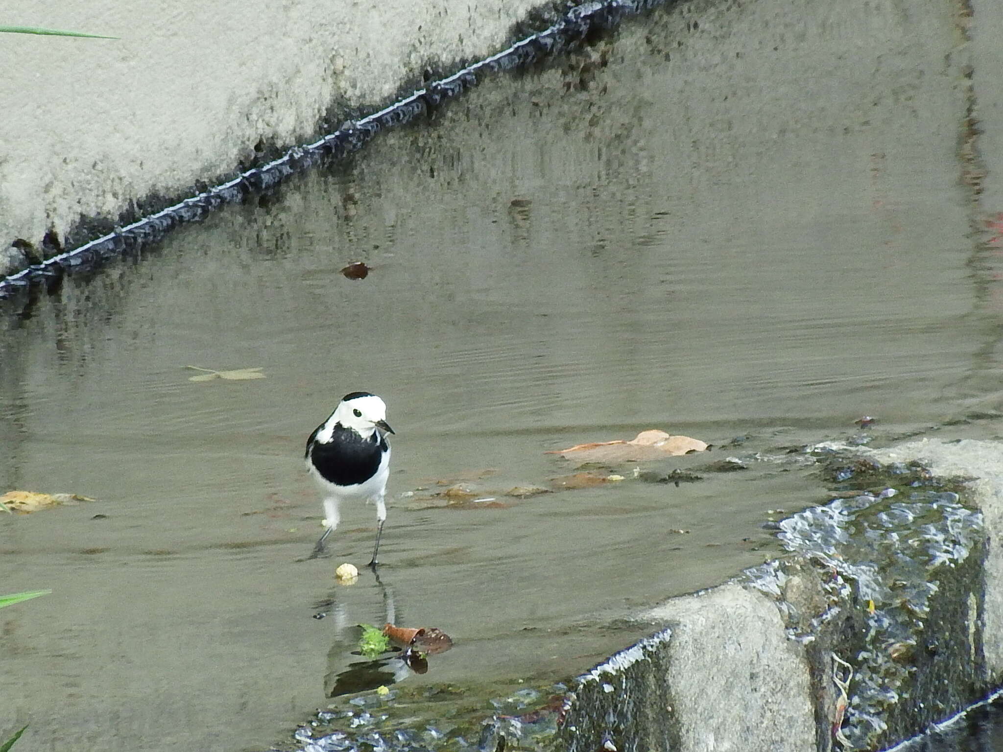 Image of Motacilla alba leucopsis Gould 1838