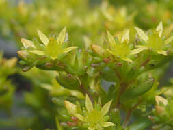 Image of annual stonecrop