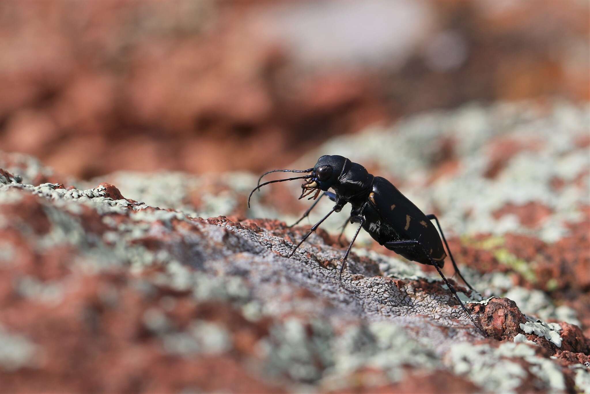 Image de Cicindela (Cicindelidia) obsoleta vulturina Le Conte 1853