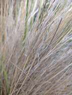 Image of Festuca gracillima Hook. fil.