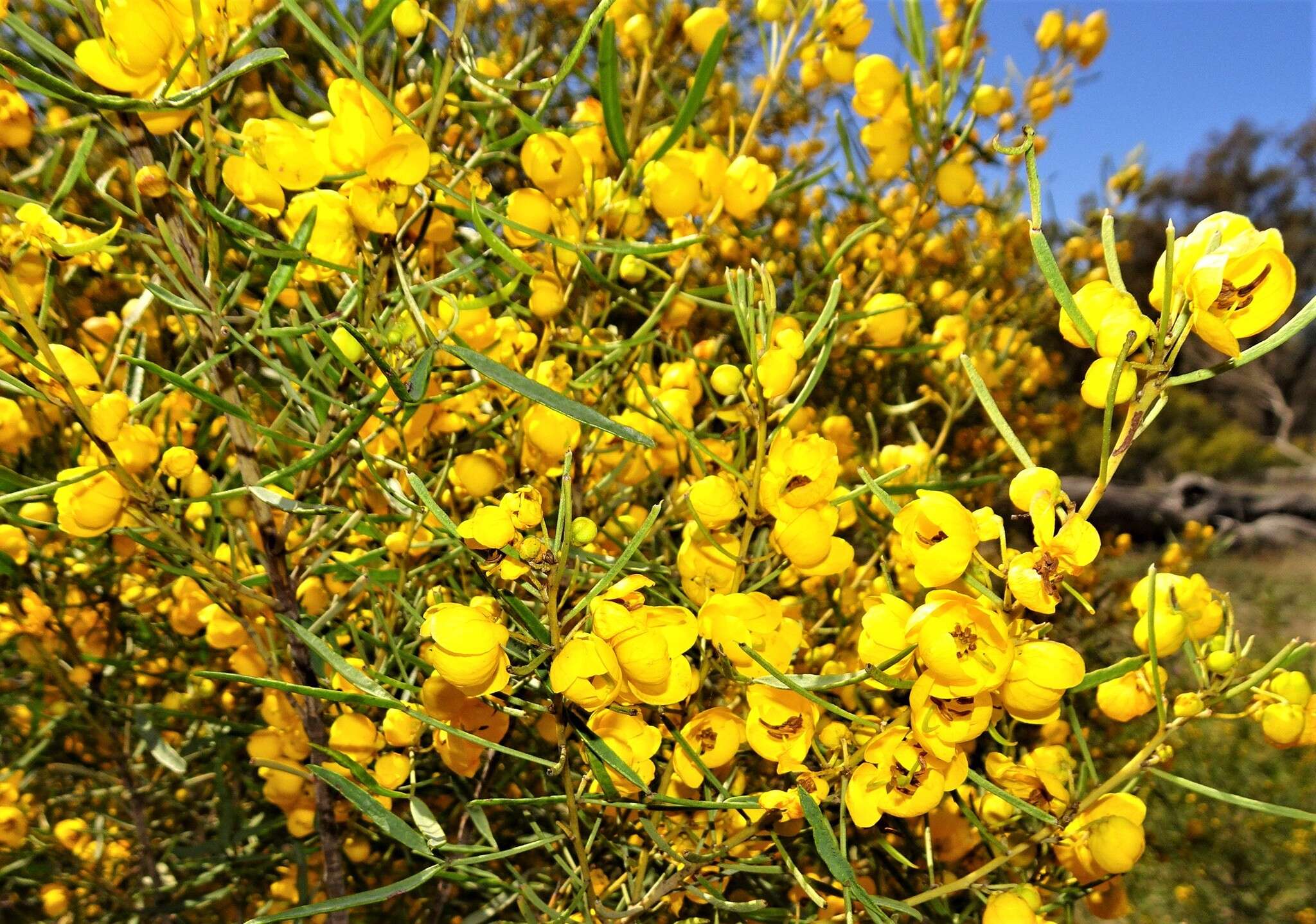 Image of <i>Senna artemisioides</i> subsp. <i>petiolaris</i>