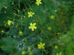 Image of wall lettuce