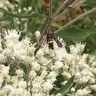 Image of The Boneset Borer