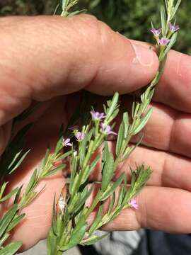 Image of Grass-poly