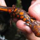 Image of Fei's Stout Newt; Pachytriton de Fei