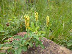 Image of Eriosema parviflorum subsp. parviflorum