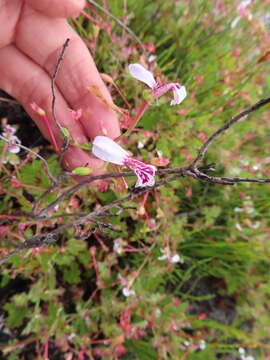 Image of Pelargonium patulum var. patulum