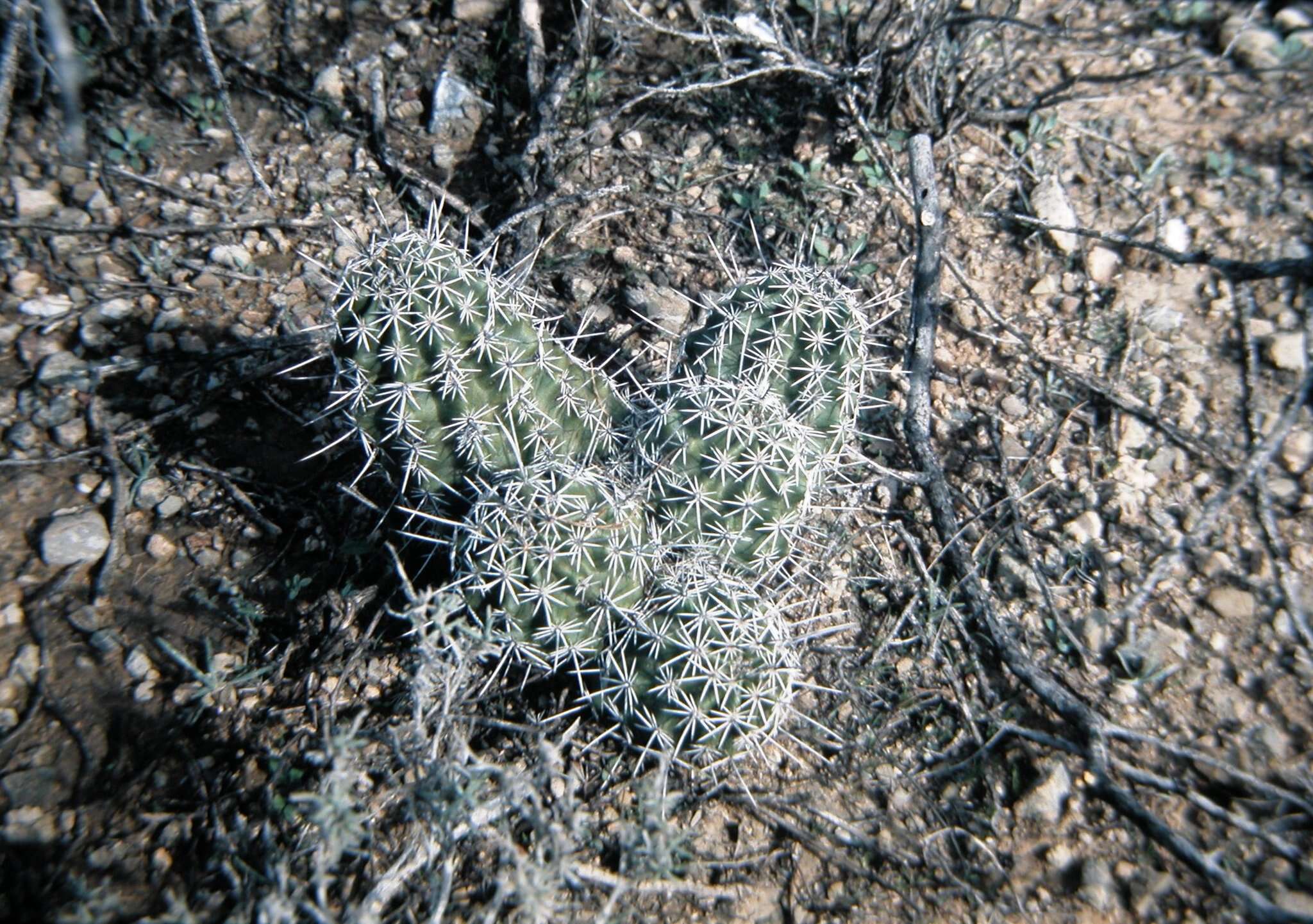 Image of pinkflower hedgehog cactus