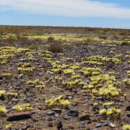 صورة Mesembryanthemum eurystigmatum Gerbaulet