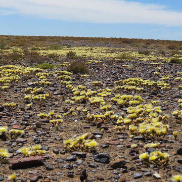 Image of Mesembryanthemum eurystigmatum Gerbaulet