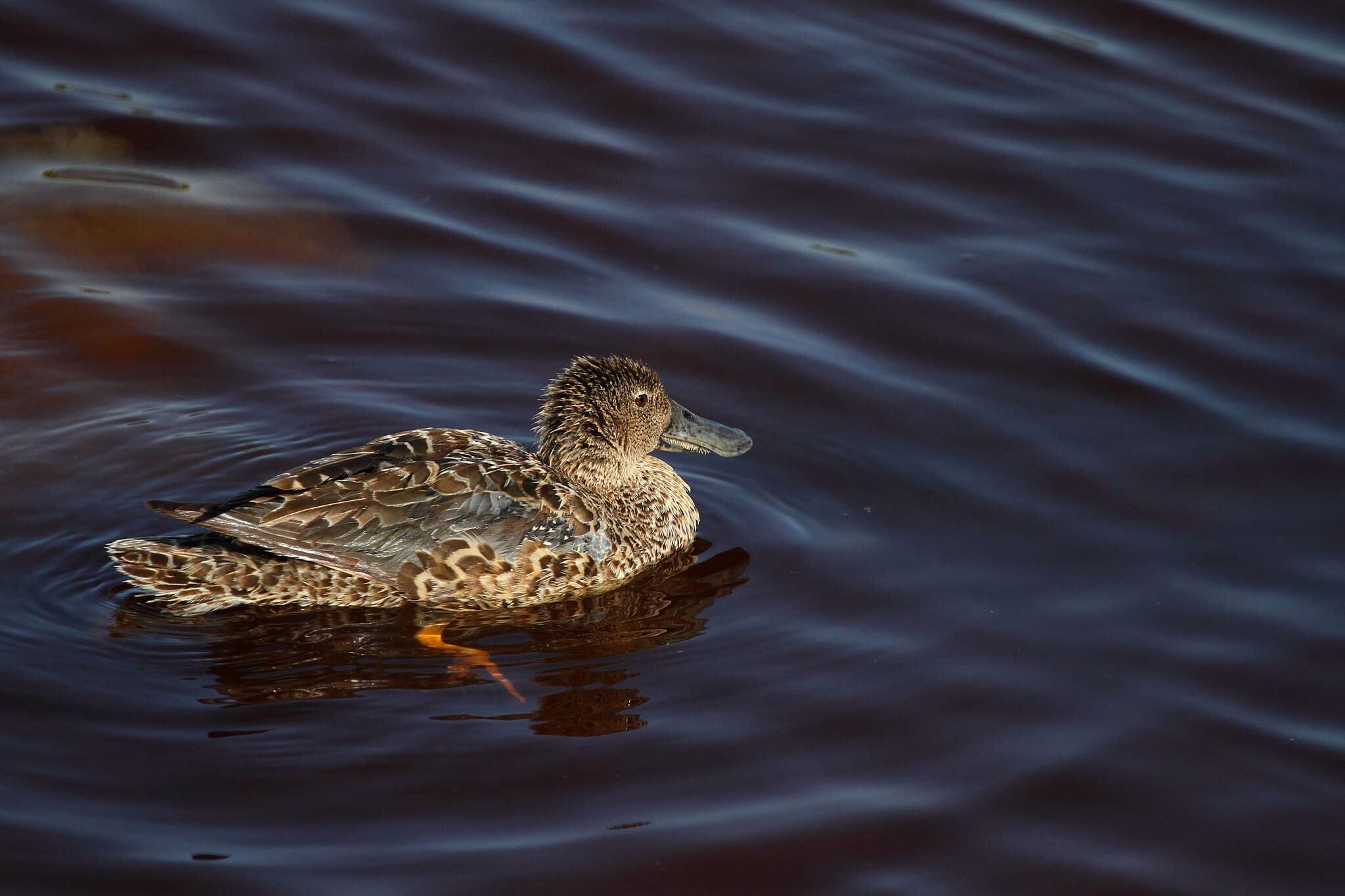 Image of Cape Shoveler