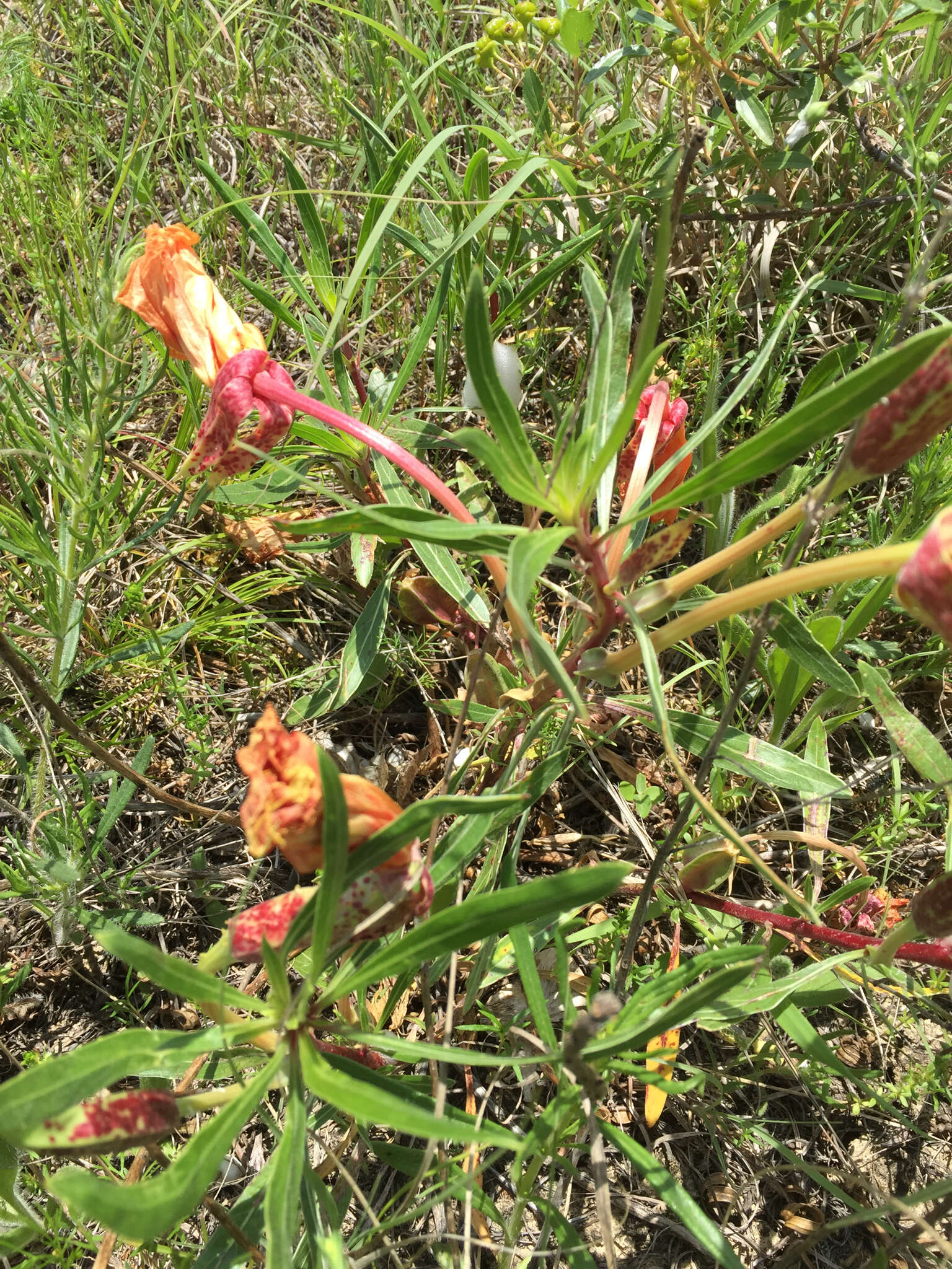 Oenothera macrocarpa Nutt. resmi