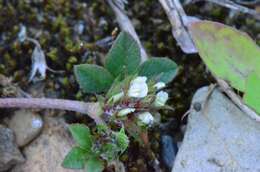 Plancia ëd Trifolium scabrum L.