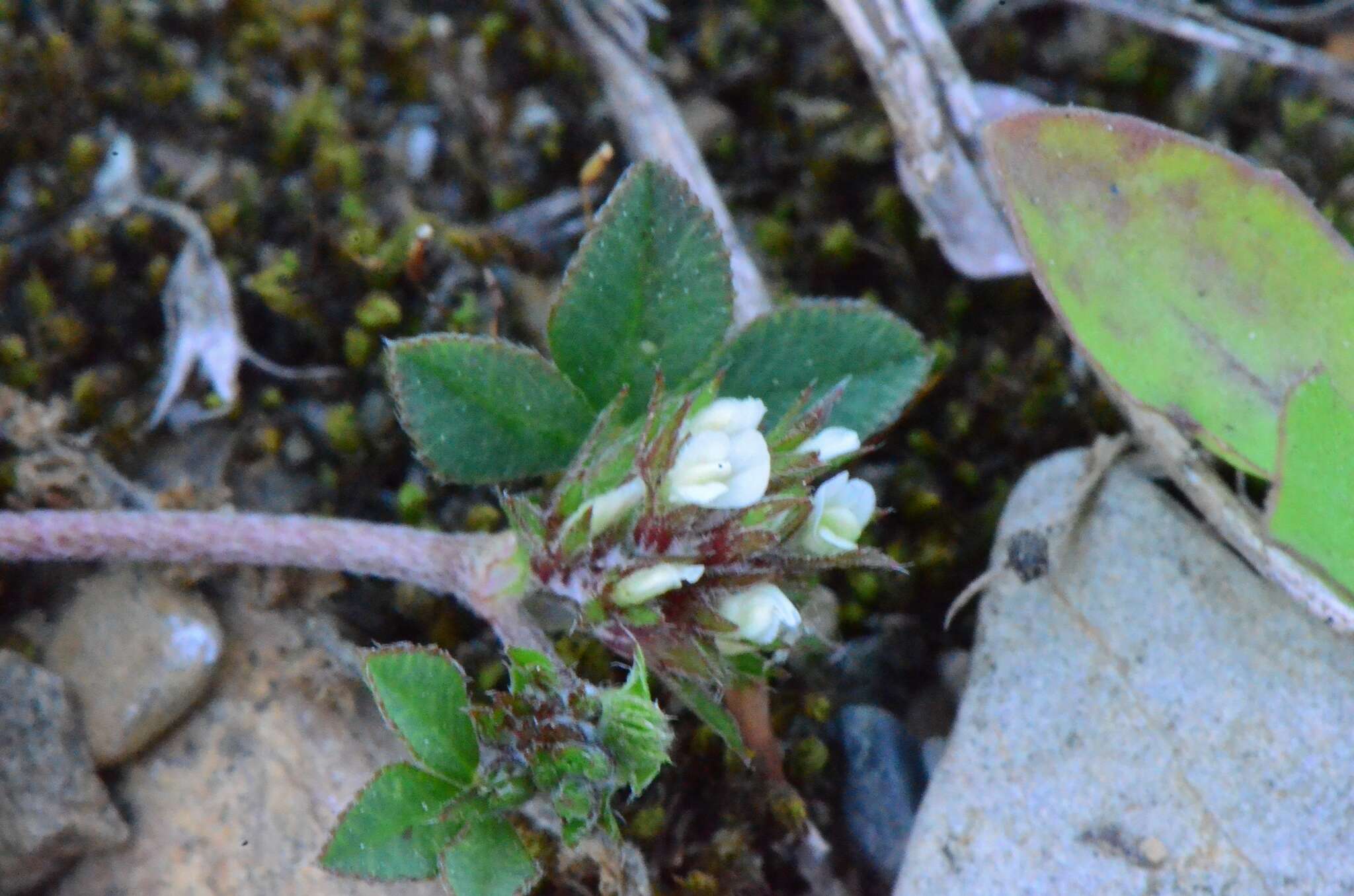 Слика од Trifolium scabrum L.