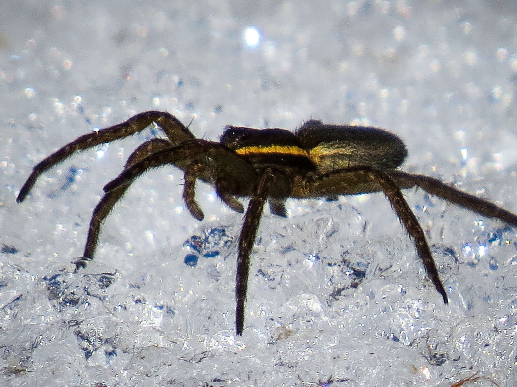 Plancia ëd Dolomedes striatus Giebel 1869