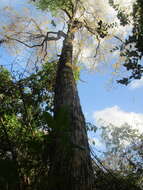 صورة Handroanthus serratifolius (Vahl) S. O. Grose