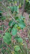 Image of Pilidiostigma rhytisperma (F. Müll.) Burret