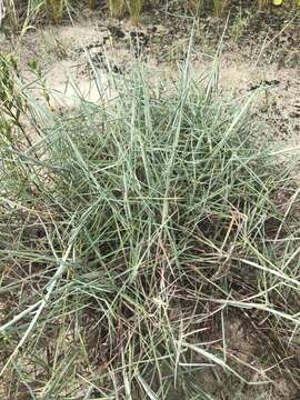 Image of gulf bluestem