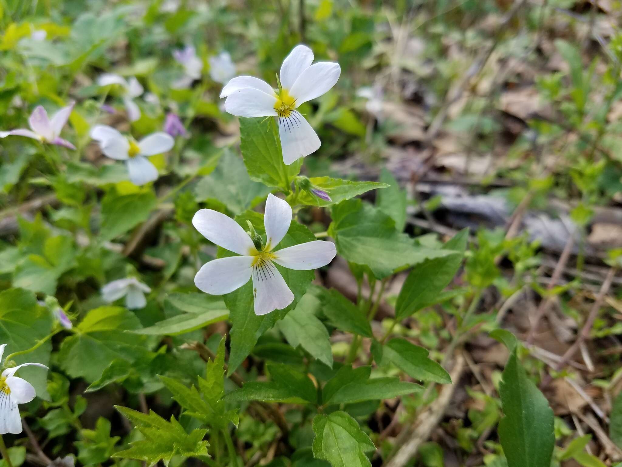 Imagem de Viola canadensis L.