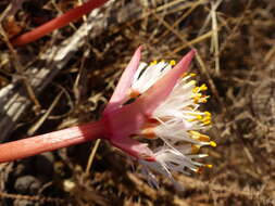 Imagem de Haemanthus pumilio Jacq.