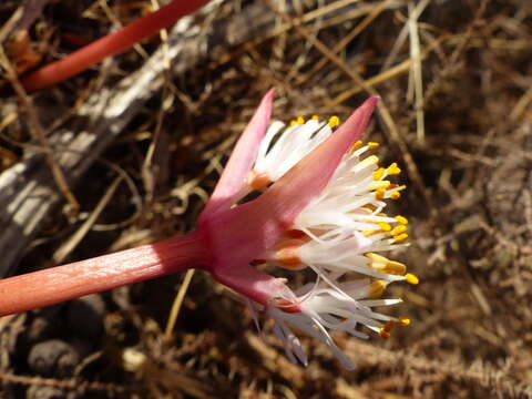 Image of Haemanthus pumilio Jacq.