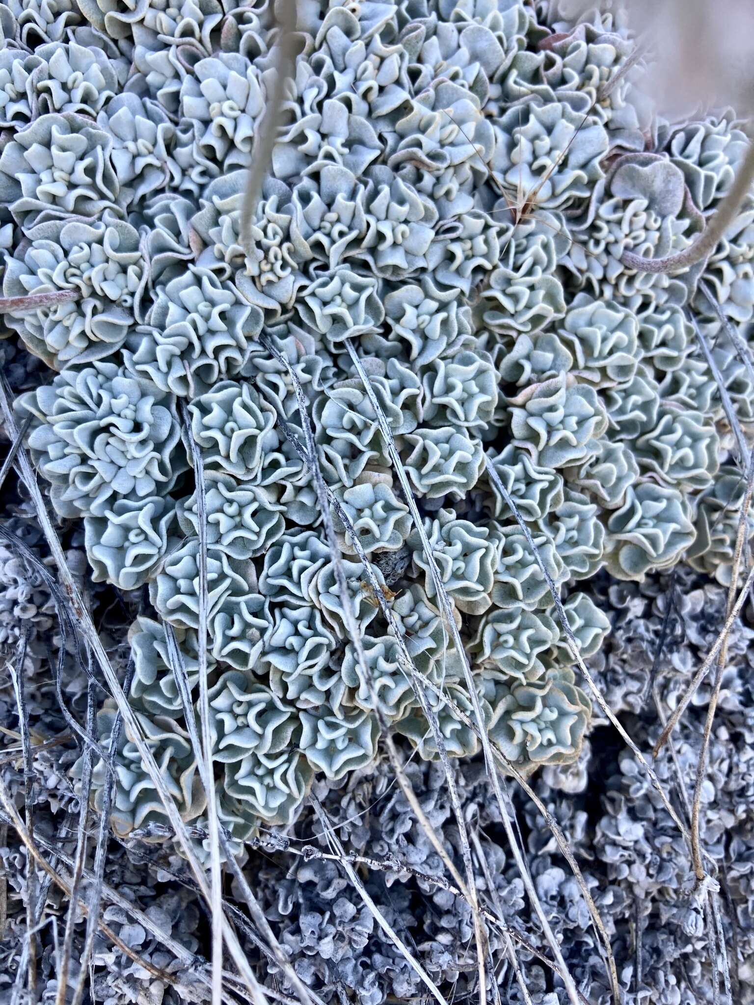 Image of Steamboat buckwheat