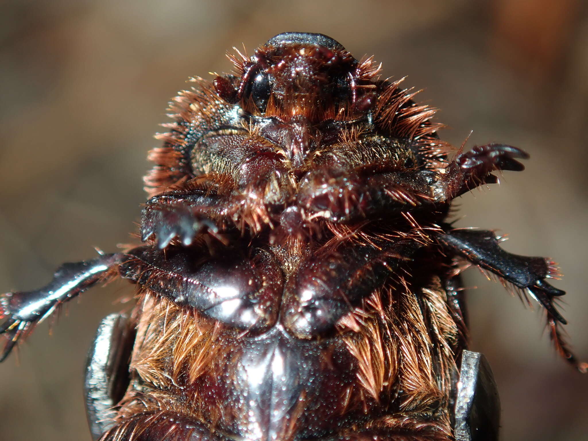 Image of Adoryphorus couloni (Burmeister 1847)