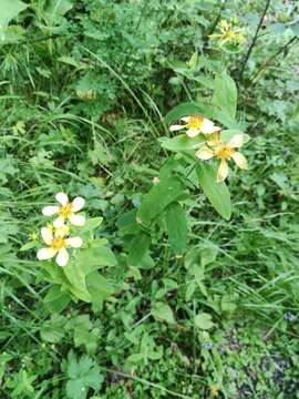 Image of Hypericum ascyron subsp. gebleri (Ledeb.) N. Robson