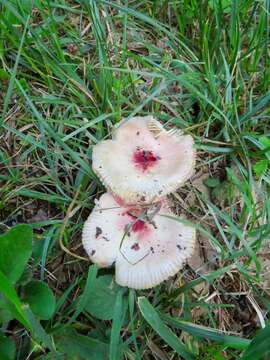 Image of Russula luteotacta Rea 1922