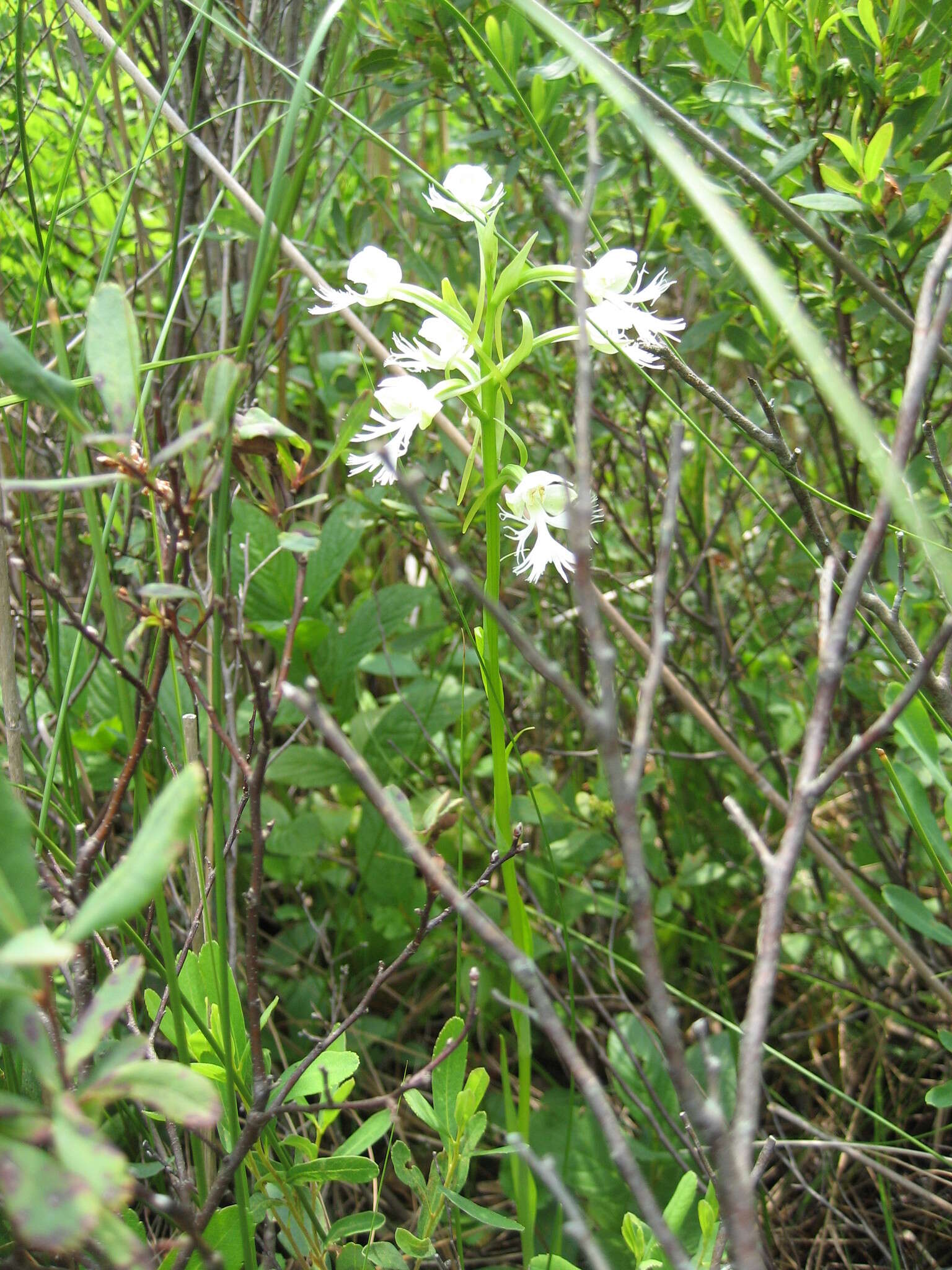 Image of Eastern prairie fringed orchid