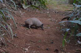 Image of Greater Naked-tailed Armadillo