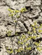 Image of grand buckwheat